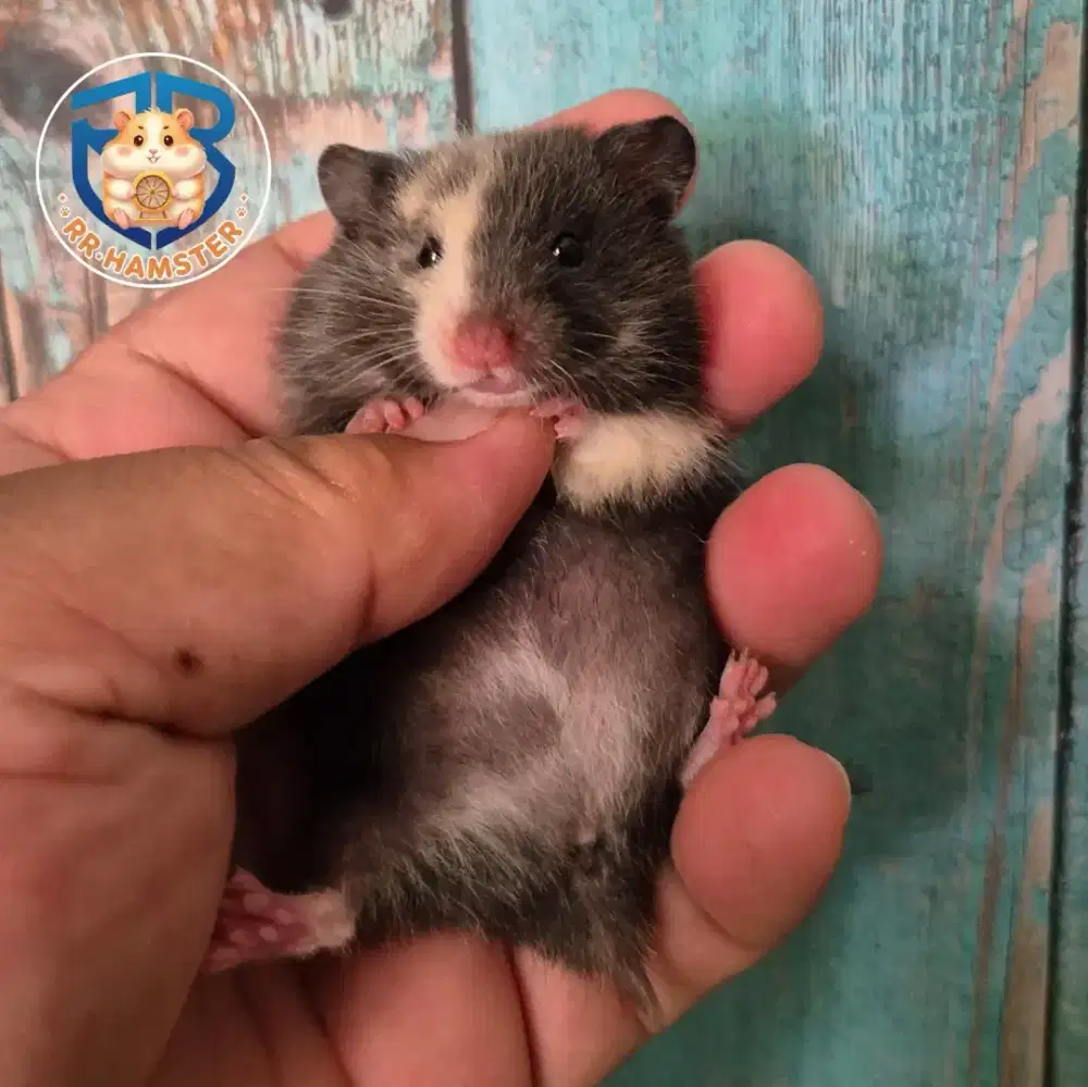 Hamster Sultan Syrian Torto / Tortoiseshell Mozaok Jinak Terbaik