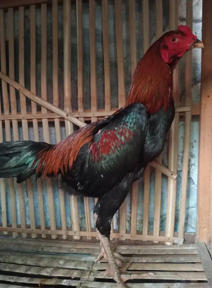 Ayam BK x Pakhoy Muda