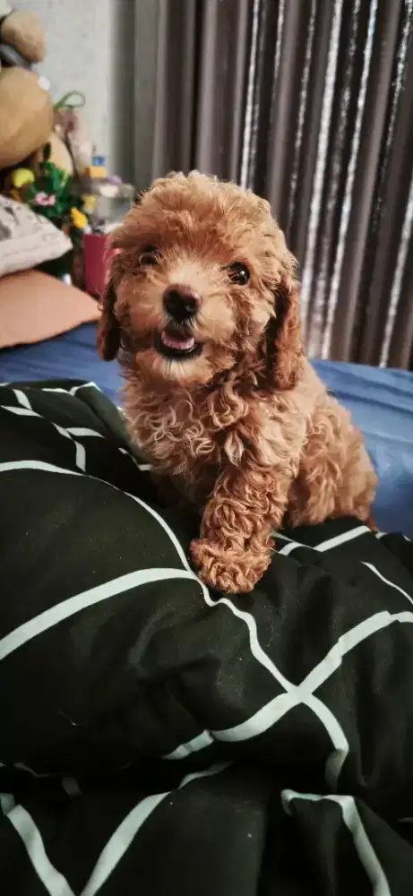 POODLE lincah & sehat