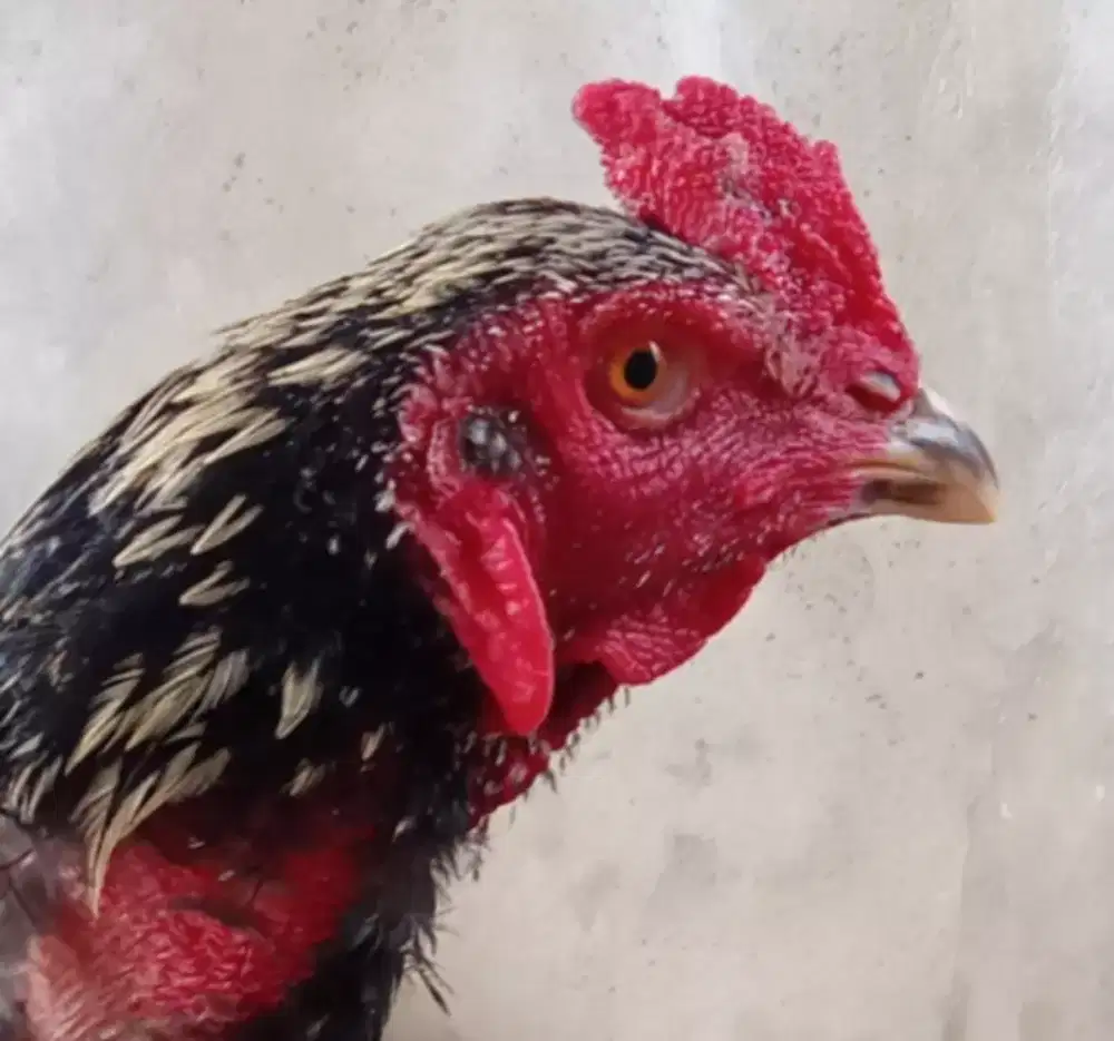 Ayam Bangkok pamangon