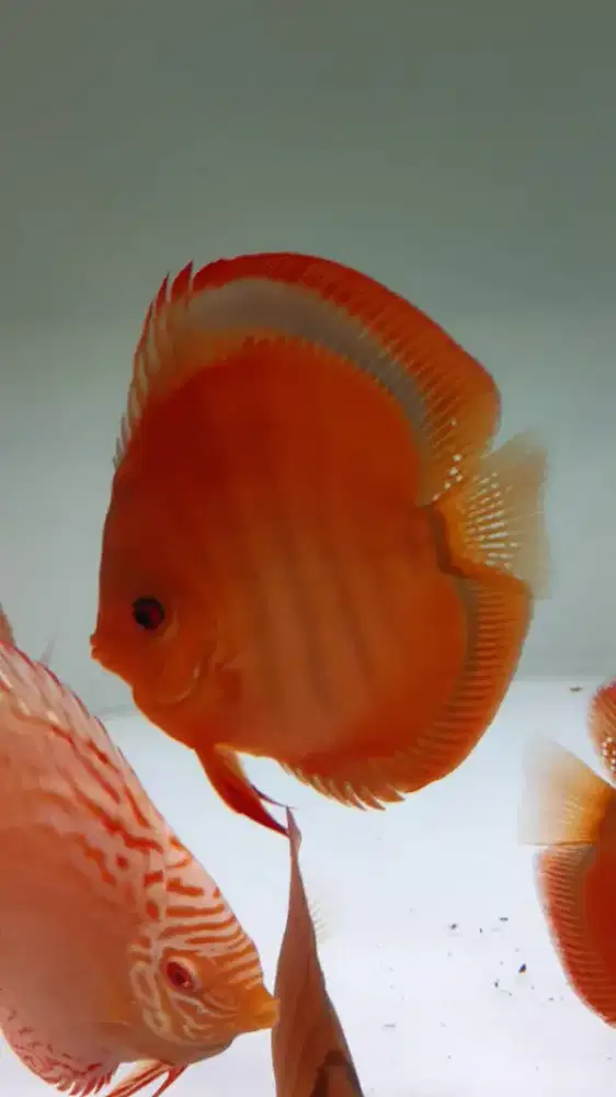 Ikan hias discus san merah 4,5 inch high body