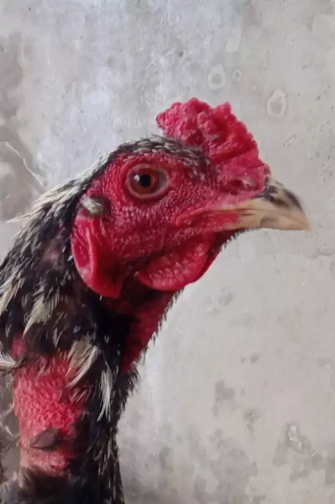 Ayam Bangkok pamangon