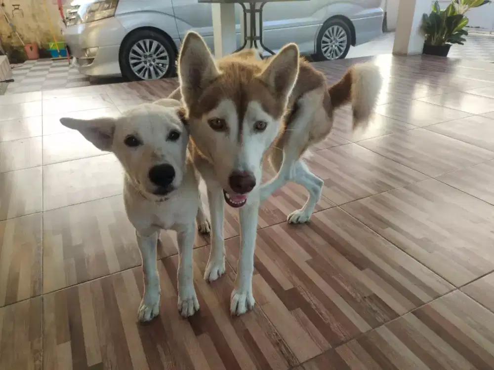 Husky dan anak nya
