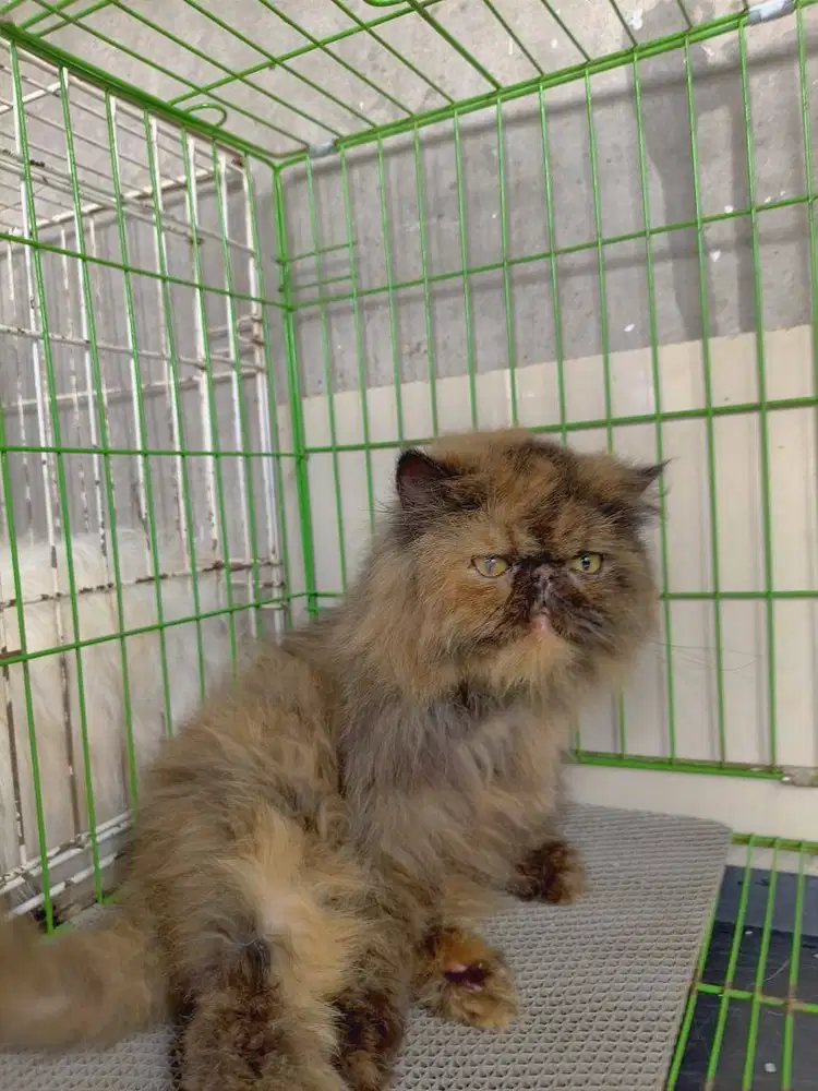 Indukan peaknose prediksi hamil