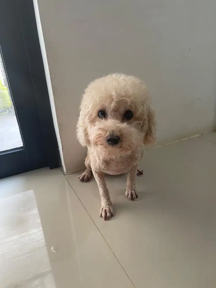 Dijual poodle aprikot Betina