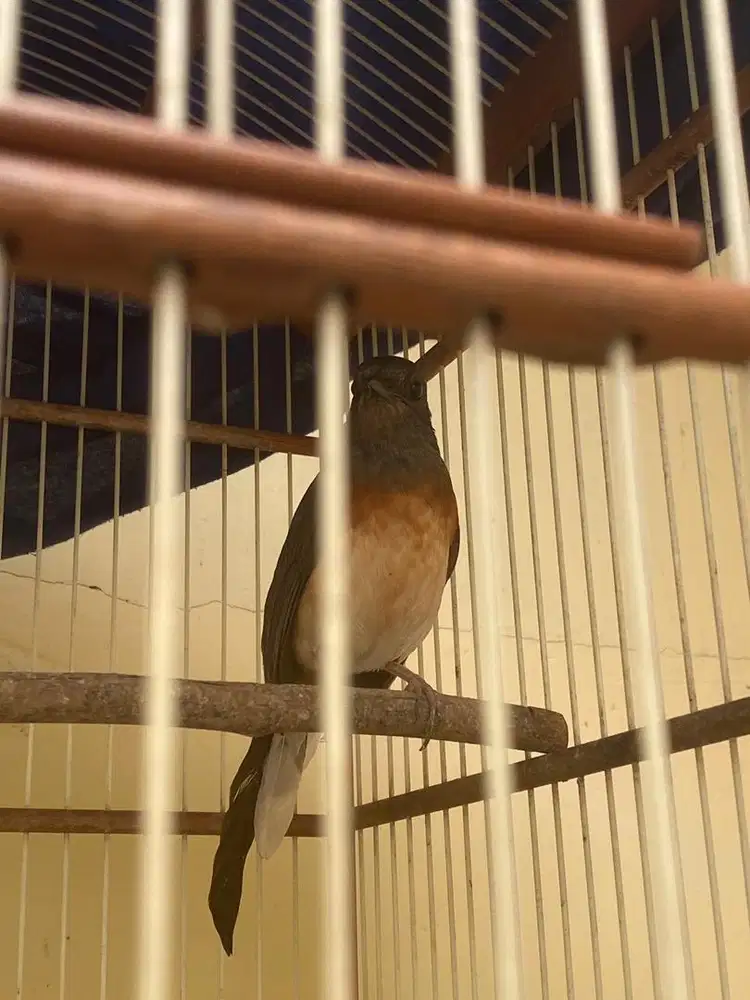 Jual Burung Murai Betina