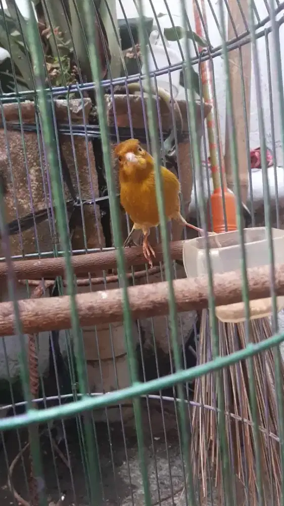 Burung kenari gacor isian vareasi  dan burung lainnya