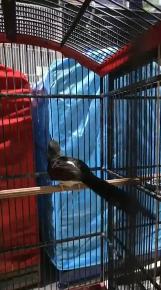 Murai Trotol Trah Ekor Panjang Klewer 31x17