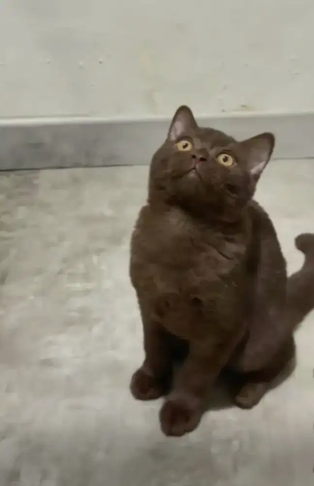 BSH Choco Jantan Line Cinnamon