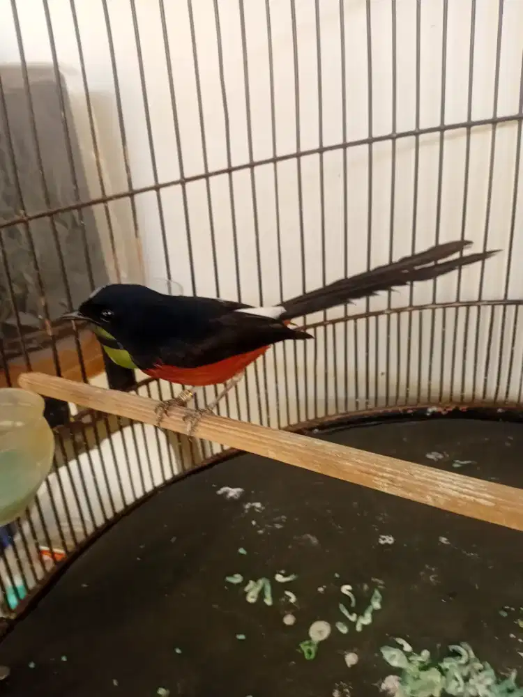 Murai medan gacor fullset