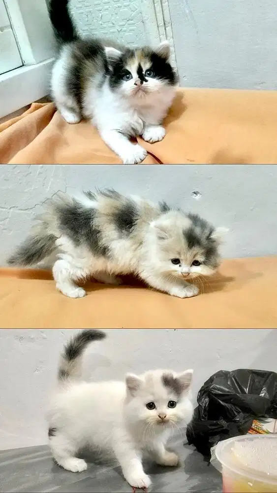 ready 3 ekor kitten persian