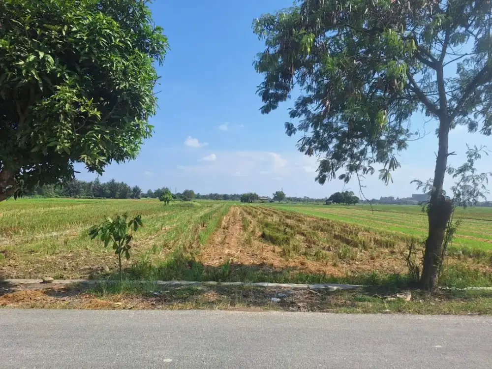 Dijual sawah luas 3,5 rante. Harga jual Rp.80 juta per rante