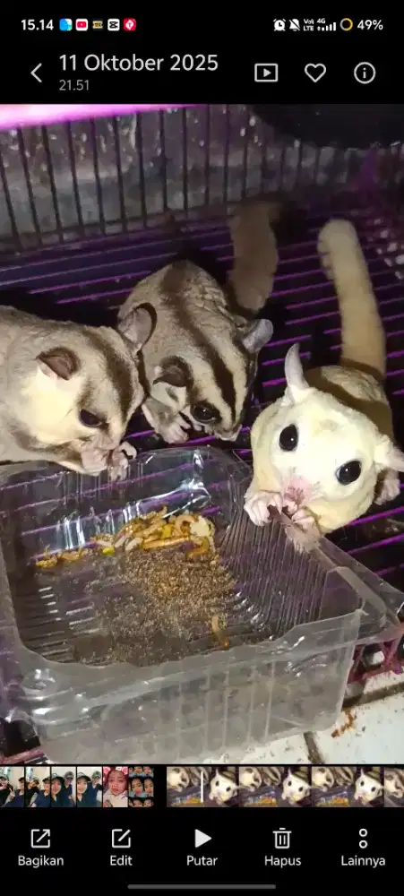 Sugar glider indukan