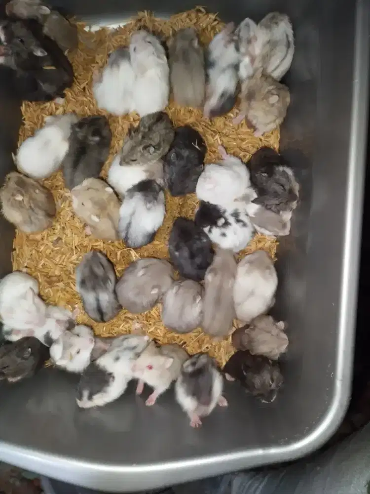 Hamster Campbell dan Syirian