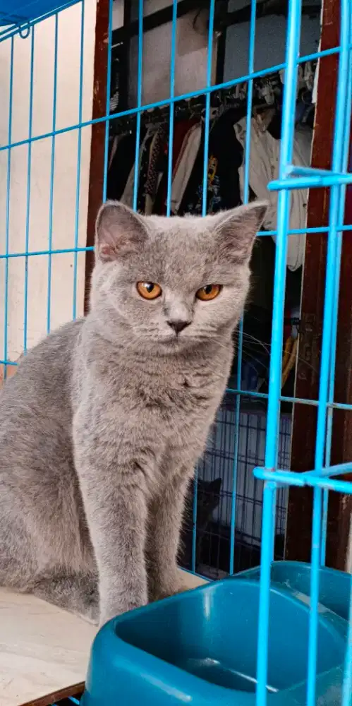 Kitten BSH Betina 1ek Usia 7 Blnan Pure NoN PED vaksin murmerrrrrrrrrr