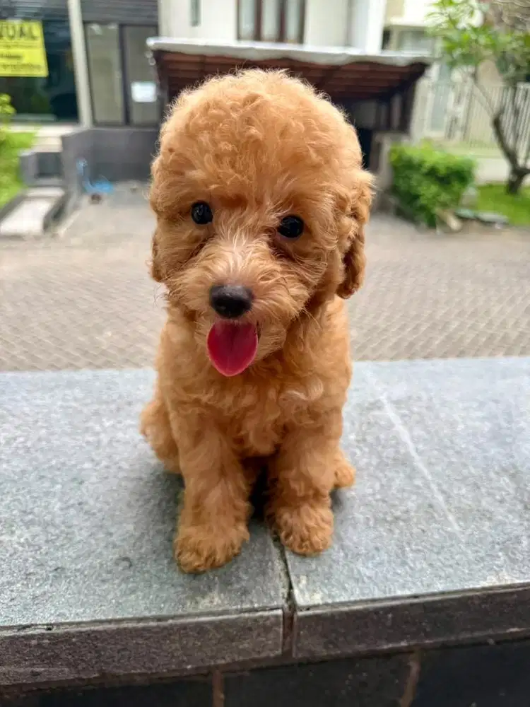 DIJUAL  TOY POODLE STAMBUM