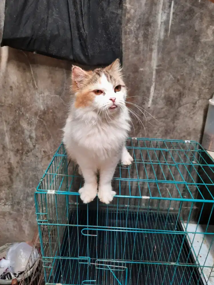 Kucing anggora persia