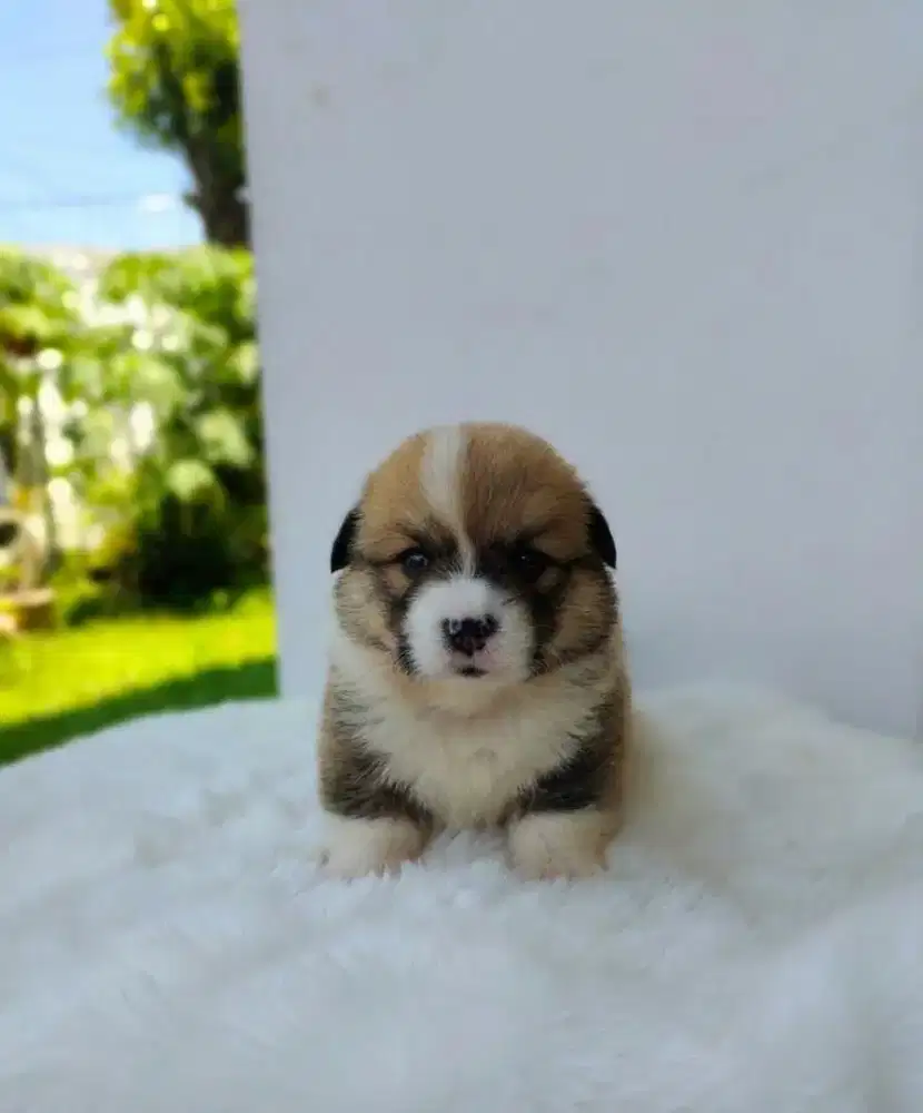 Puppy corgi fluffy sable