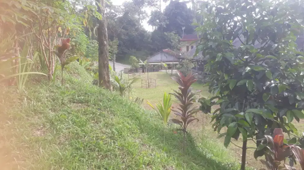 Investasi Kebun Produktif 1270m2 Siap Panen! Dibawah Harga Pasar