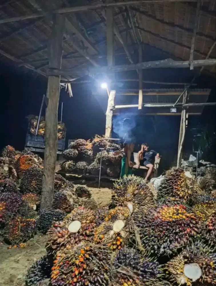 Saya lagi Cari pekerjaan  panen sawit peruning