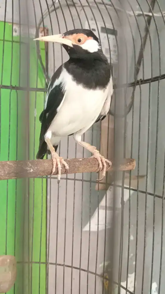 Jalak Uret Lokal Harian Bunyi