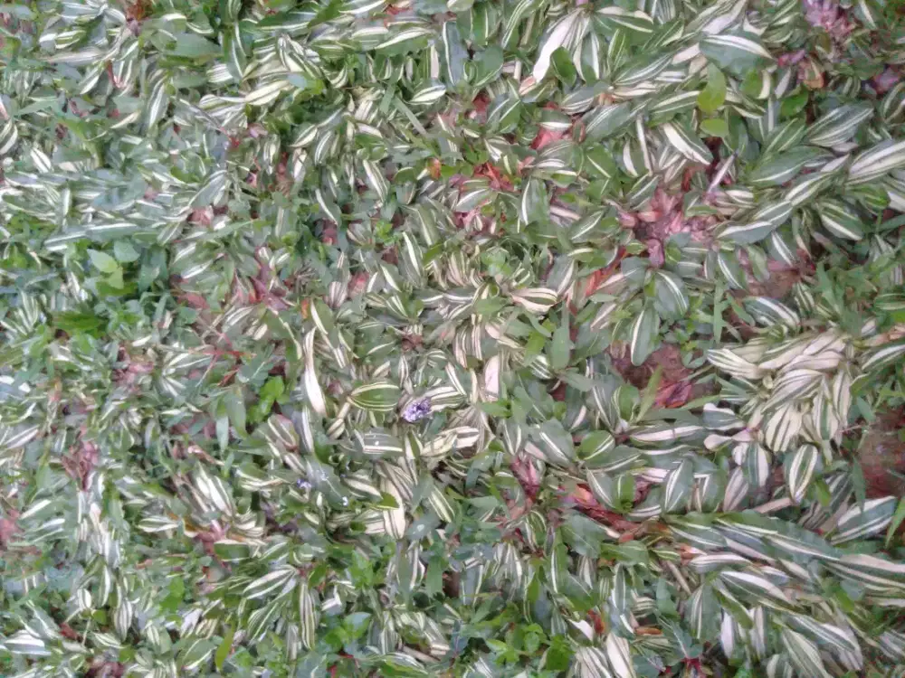 Jual rumput hias varigata
