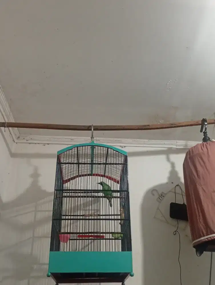 Sangkar Fulset body tanggung