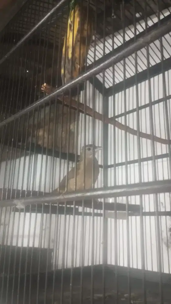 Di jual burung kapas tembak