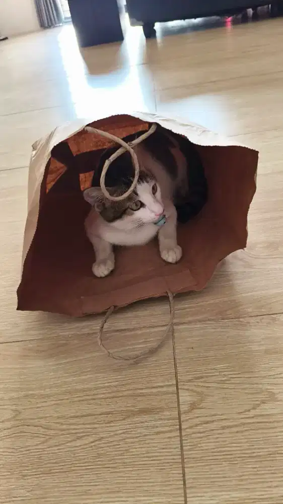 Dicari karyawan admin marketing