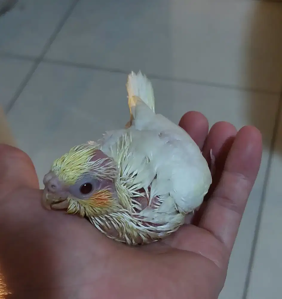 Dijual 2 ekor falk lolohan lutino mm sama mutiara