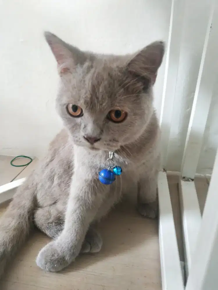 Kucing brictish shorthair