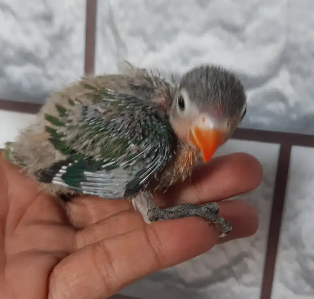 Burung Lovebird lolohan anakan