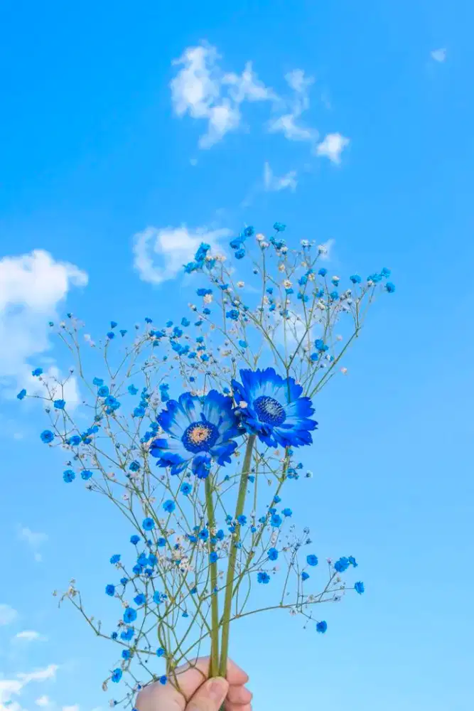 cari kerjaan freelance