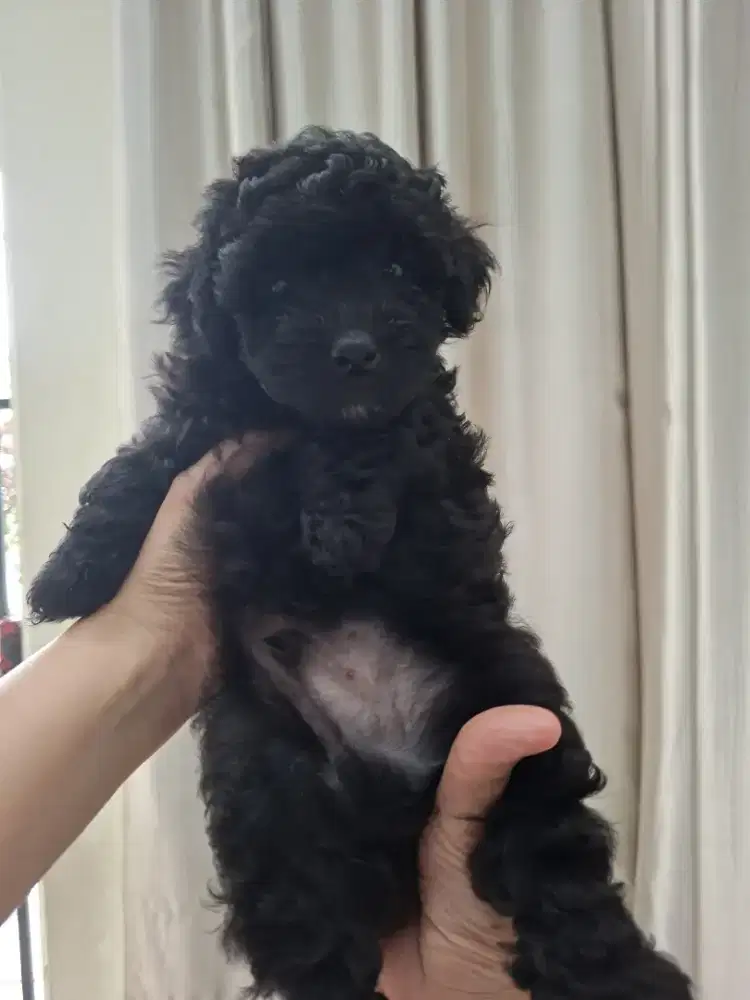 Poddle Jantan Warna Silver dan Hitam