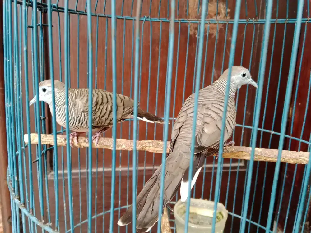 Burung perkutut
