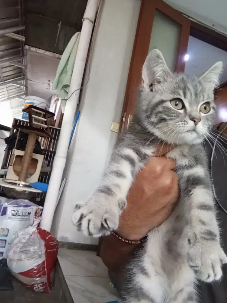 Kitten British X Scottish jantan