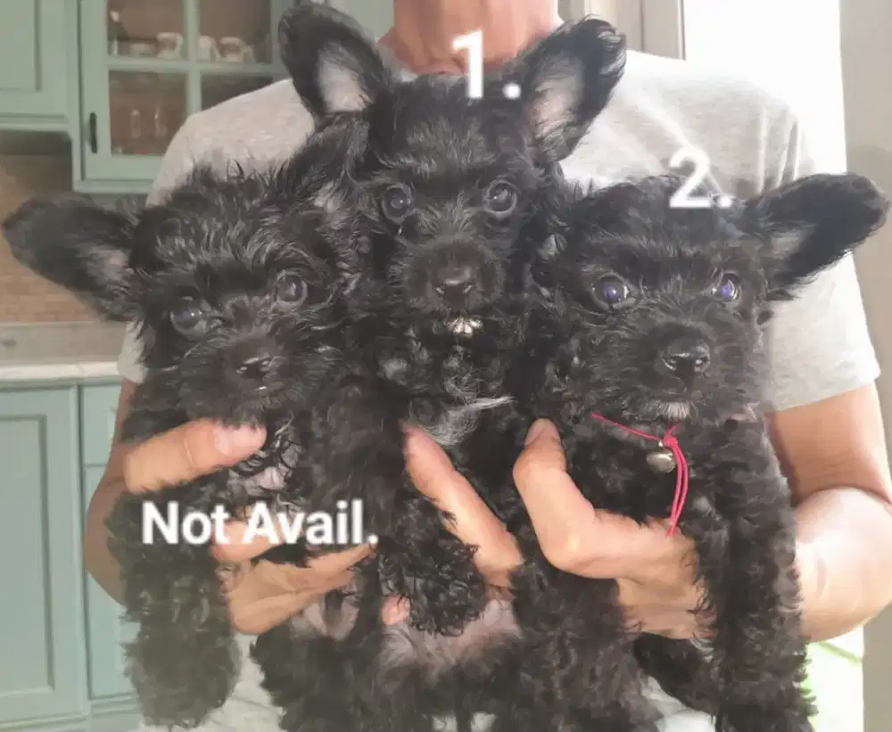 Yorkie & Maltipoo Mixbreed