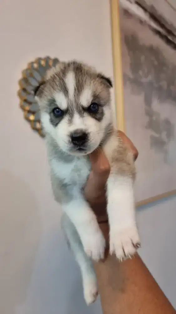 Open Adopt Husky 2 Bulan