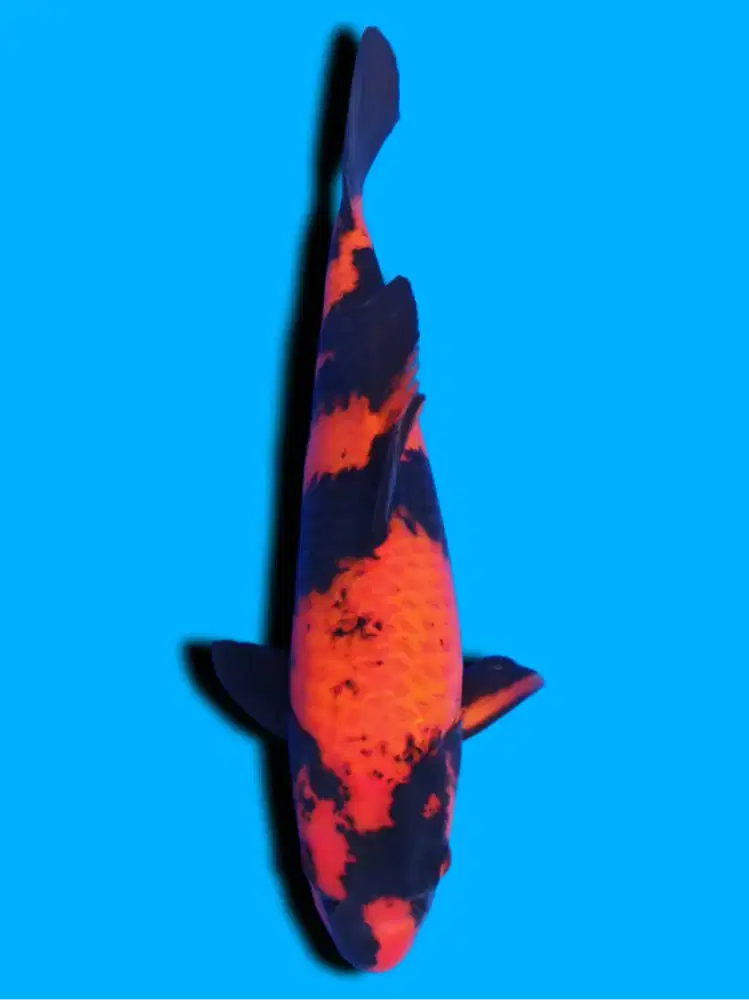 Koi Hiutsuri Import Maruhiro