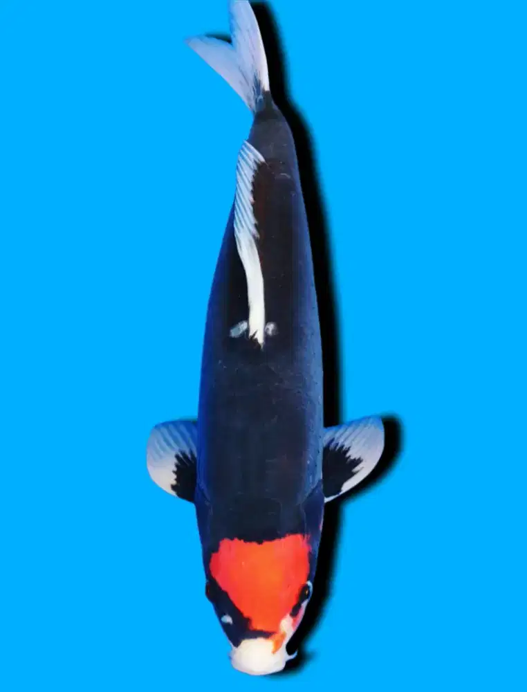 Koi Tancho Benikumon Import Ikarashi