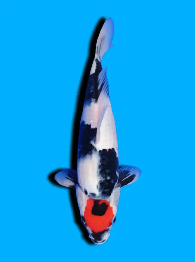 Koi Tancho Showa Import Isa