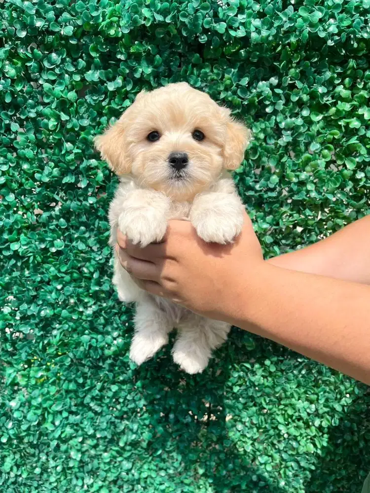 PUPPIES TINY MALTIPOO JANTAN Light APRICOT
