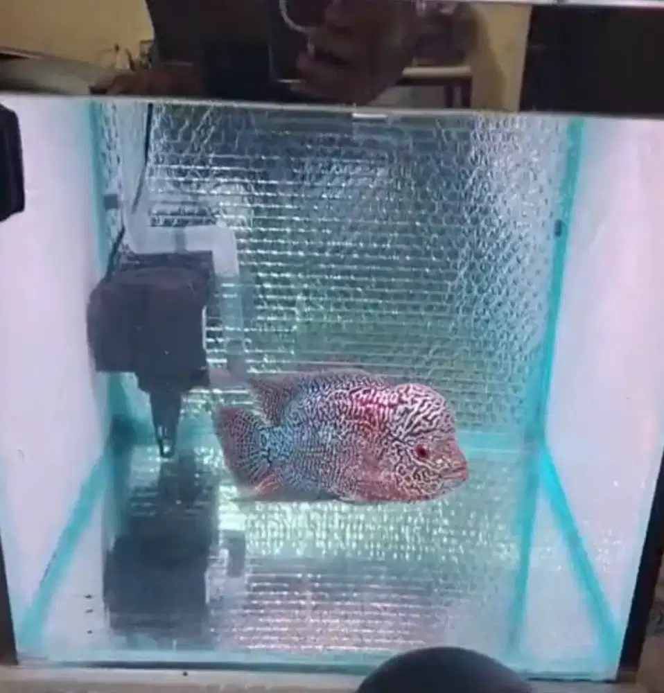 Ikan lohan F1 Full Mutiara dan Warna Bagus