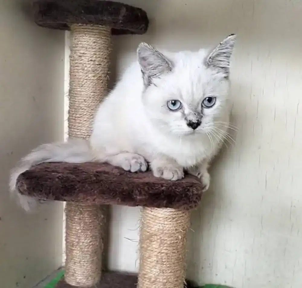 Munchkin kaki pendek jantan