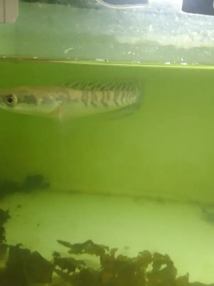 chana maru ys cabung basah