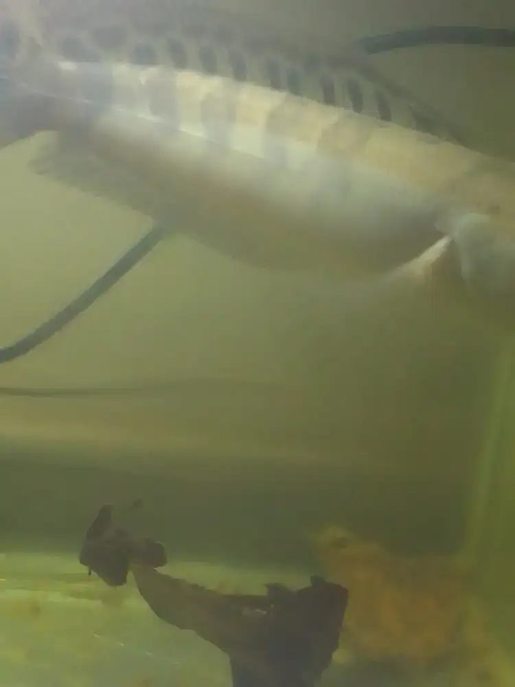 chana maru RB cabung lumayan brontok