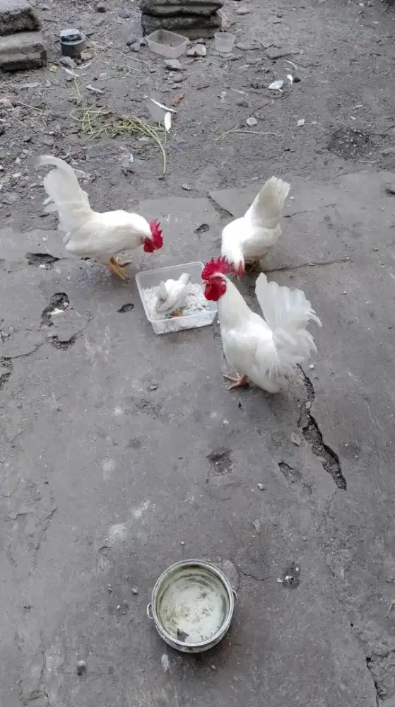 Ayam kate hias mataraman murah