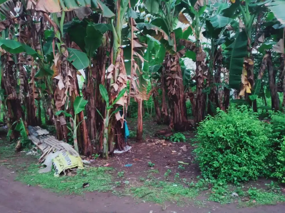 Dijual murah, tanah pekarangan