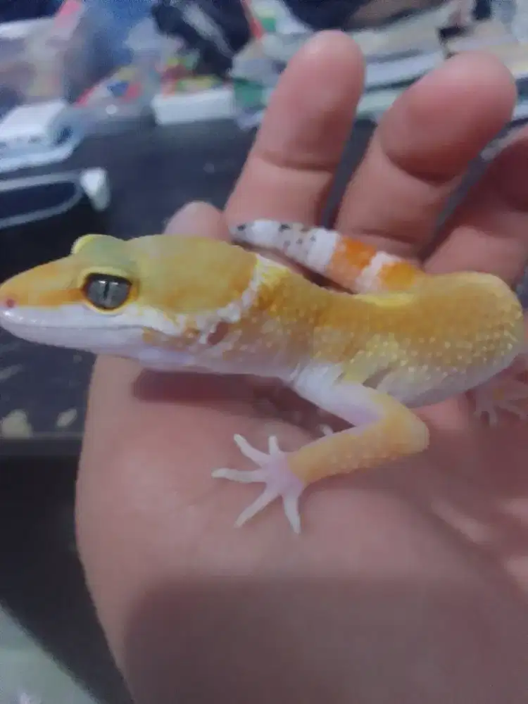 gecko Murmer bonus calsium sama gatlok