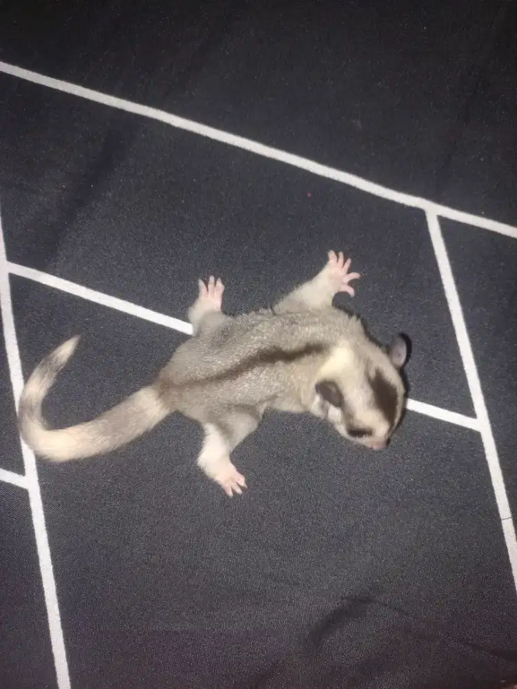 Sugar glider mozaik ringtail